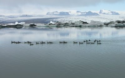 Áhrif loftslagsbreytinga á náttúru, lífríki og samfélag